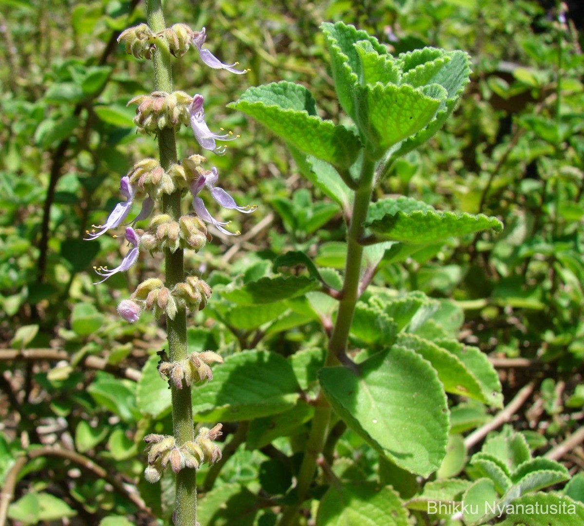 Coleus amboinicus Lour.